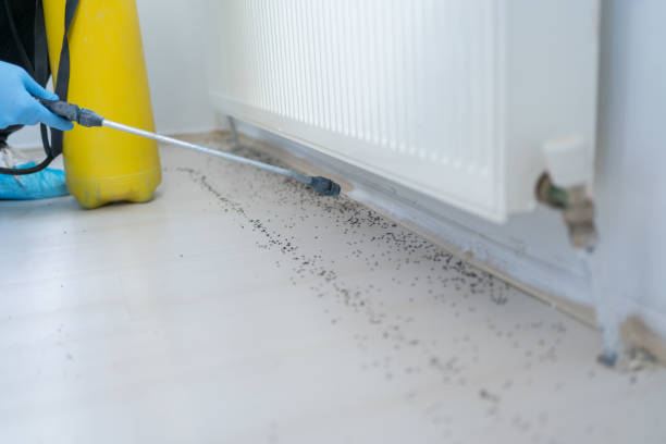 Best Rat Extermination Near Me  in Pantops, VA