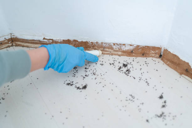 Reliable Pantops, VA Pest Control Solutions
